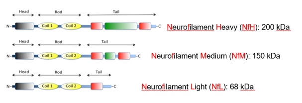 ❁181881❁ Neurofilament Light Chain Fact Sheet | Cleveland Clinic