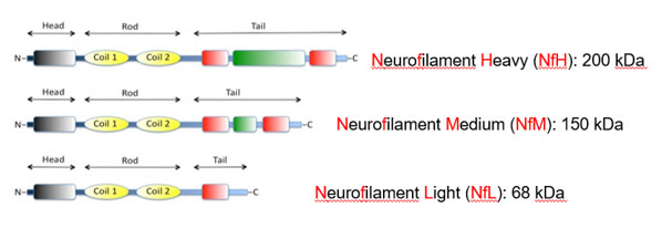 Neurofilament Light Chain