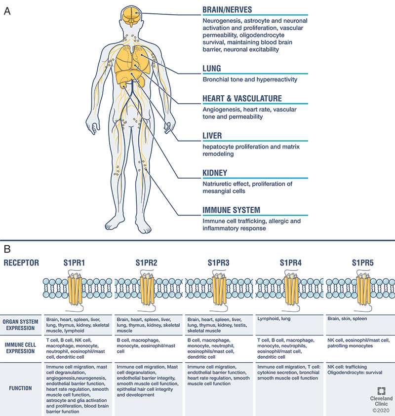 Sphingosine 1-phosphate Receptor Modulators