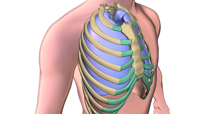 A radiologist inserts a needle pre-loaded with a soft, fiber-coated platinum thread through the chest wall, lung and into the target nodule. (Courtesy: Cleveland Clinic)