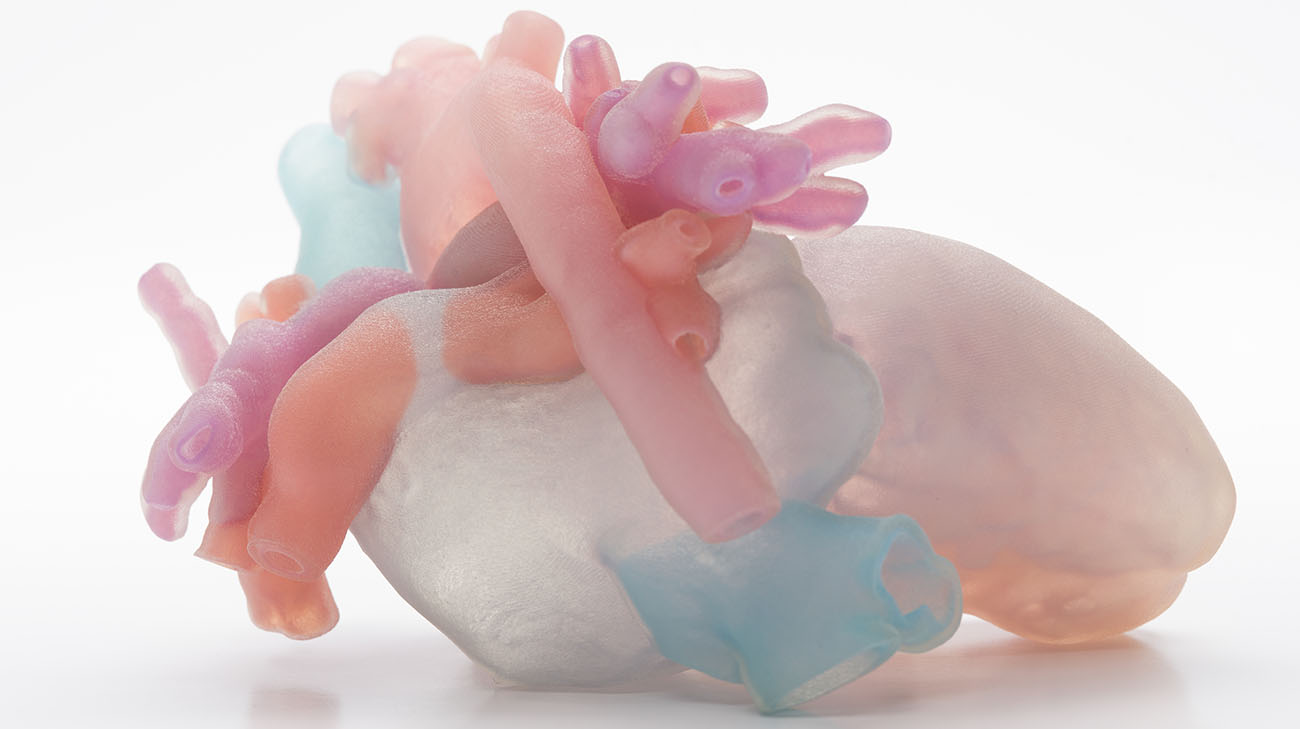 Paisley's 3D printed heart.