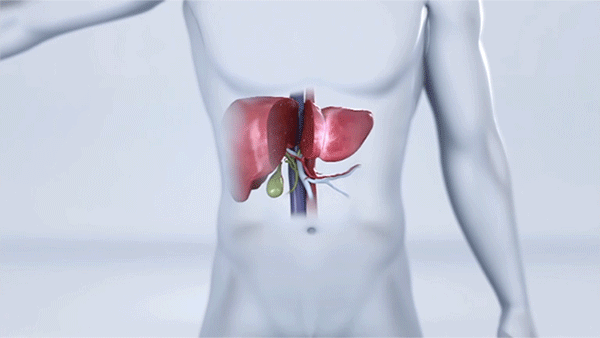 Animation of a laparoscopic living donor liver surgery. 