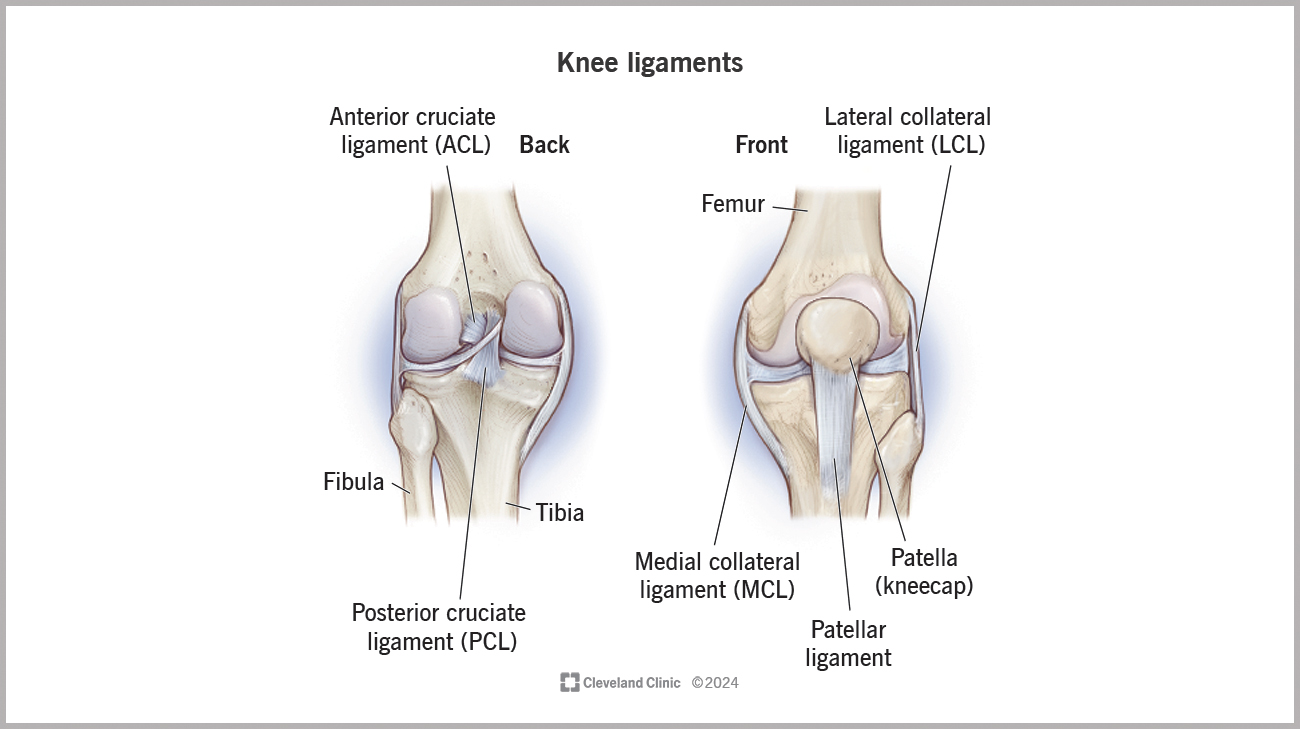 Cleveland Clinic illustration identifying knee ligaments. 