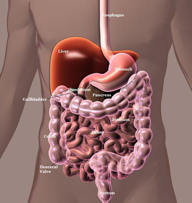 Pediatric Program | Intestine Transplant