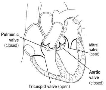 An illustration of the open and closed valves in the heart.
