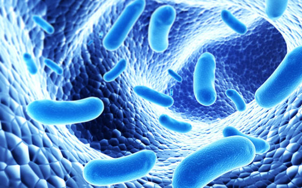 gut microbiome